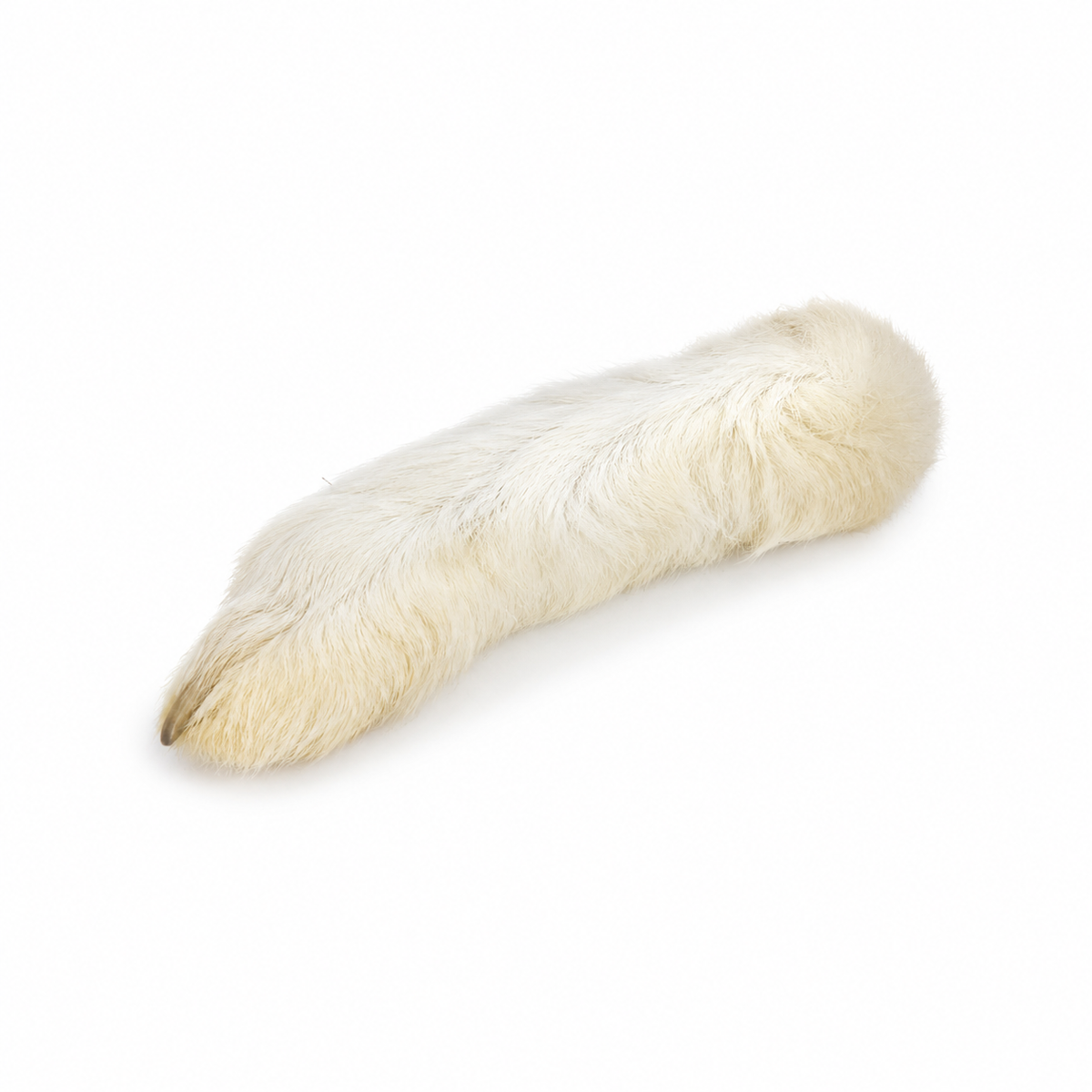 Hairy Rabbit Foot