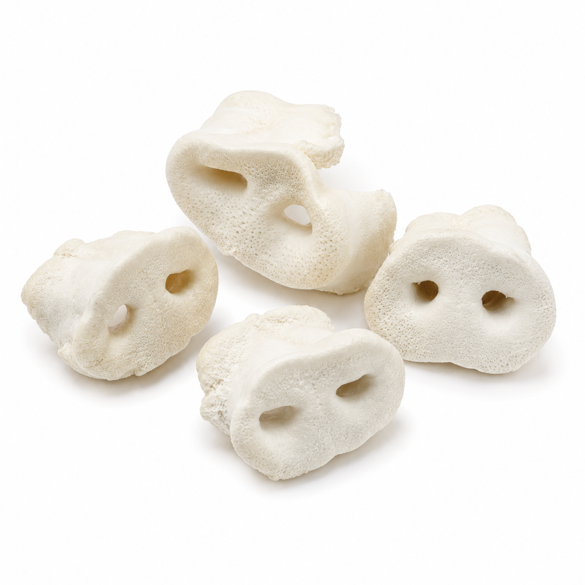 Puffed Pig Snout